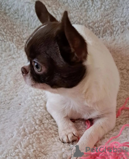 Фото №3. Туалет, обученный чихуахуа.  Нидерланды