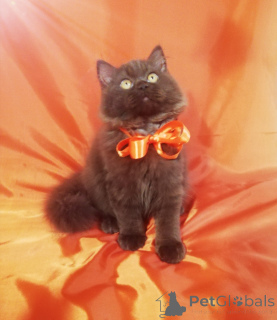 Фото №4. Продам британскую длинношёрстную в Минске заводчик - цена 44934₽