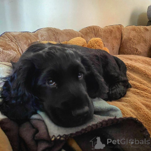 Фото №3. Щенки кокер-спаниеля.  Дания