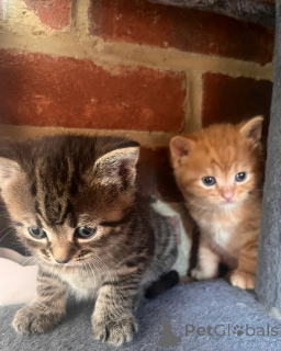 Фото №1.  - купить в Нойенгаген за 32468₽. Объявление №149163