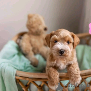 Фото №2 к объявлению №138961 о продаже ризеншнауцера - купить в США частное объявление, заводчик