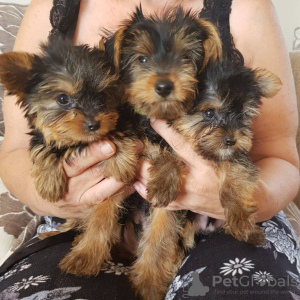 Фото №3. Teacup Yorkshire Terrier Puppy for free adoption.  Германия