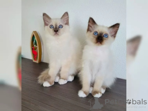 Фото №1. священная бирма - купить в Праге за 23192₽. Объявление №155941