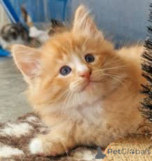 Фото №1. норвежская лесная - купить в Хельсинки за 53805₽. Объявление №166323