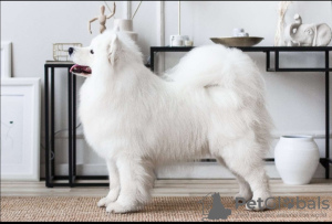 Фото №2 к объявлению №22746 о продаже самоедскую собаку - купить в Беларуси частное объявление