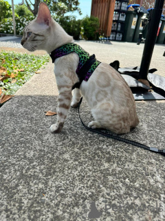 Фото №3. Игривые бенгальские котят с блестящими пальто. Швейцария