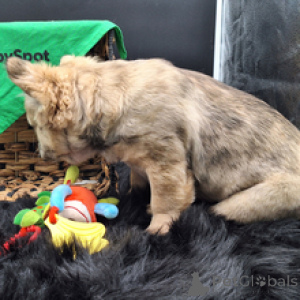 Фото №2 к объявлению №166536 о продаже французского бульдога - купить в Германии заводчик