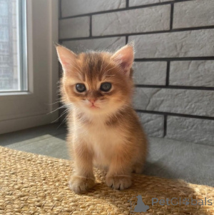 Фото №3. Шотландские вислоухие котята на усыновление. Австралия