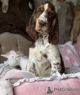 Фото №3. Женщина -собака спрингер -спаниель английский.  Польша