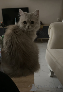 Фото №2 к объявлению №146201 о продаже персидская - купить в Грузии заводчик