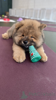 Фото №3. Зимние красивые щенки Човски.  США