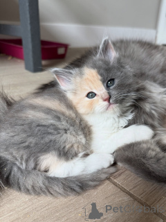 Фото №1. сибирская - купить в Берлине за договорная. Объявление №154914