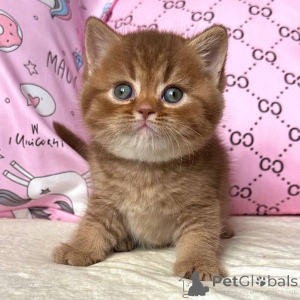 Фото №1. британская короткошёрстная - купить в Август Бург за договорная. Объявление №160391