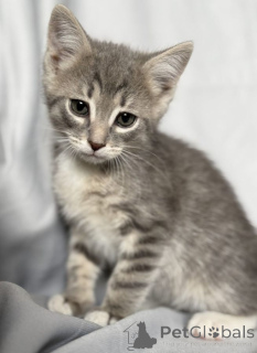 Фото №2 к объявлению №142152 о продаже  - купить в России 