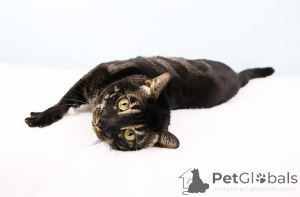 Фото №2 к объявлению №153408 о продаже  - купить в Австрии частное объявление