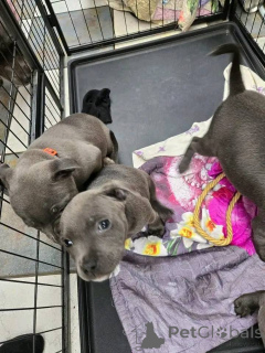 Фото №3. Чиотский стаффордширский бультерьер в продаже.  Франция