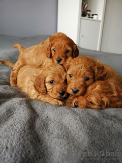 Фото №3. Beautiful Cavapoo Puppies For free adoption.  Германия