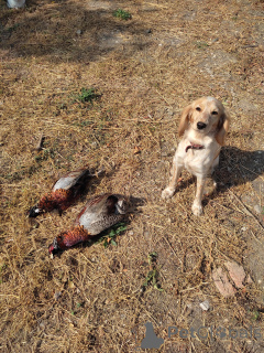 Фото №2 к объявлению №146006 о продаже русского охотничьего спаниеля - купить в Украине заводчик