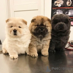 Фото №3. Чоу-Чоу-Вэлпен Сучи Эйн Либеволлес Зухауз..  Германия