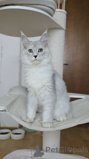 Фото №3. Котята мейнкун. Бельгия