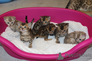 Дополнительные фото: Прекрасные породистые бенгальские котята на усыновление прямо сейчас