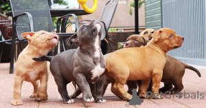 Фото №2 к объявлению №159414 о продаже американского бульдога - купить в Бельгии частное объявление