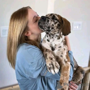 Фото №2 к объявлению №137949 о продаже кане-корсо - купить в Германии частное объявление, заводчик