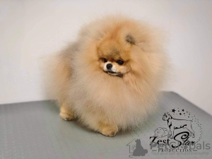 Дополнительные фото: Amazing Pomeranian