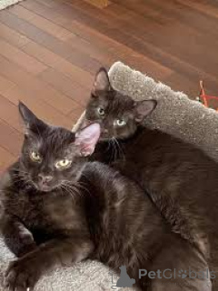 Фото №1. гавана - купить в Брюсселе за 46384₽. Объявление №161628