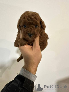 Фото №4. Продажа пуделя (той) в Реклама  - цена договорная