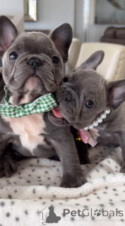 Фото №2 к объявлению №139015 о продаже французского бульдога - купить в Польше частное объявление, заводчик