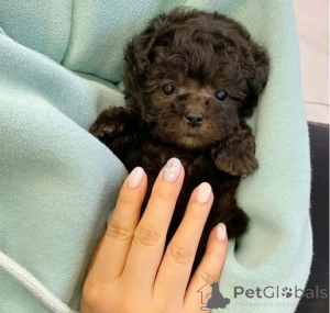 Фото №4. Продажа пуделя (той) в Берлине частное объявление, заводчик - цена 46384₽