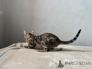 Фото №3. Мраморная Бенгальская кошка. Франция