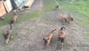 Фото №3. Чистокровные бельгийские щенки малиной для продажи.  Германия