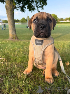 Фото №1. ка-де-бо - купить в Айзлинген за 46384₽. Объявление №158466