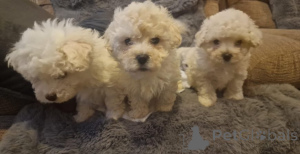 Фото №3. Bichon Frisé Welpen zu verkaufen. Kontaktieren Sie mich per.  Германия