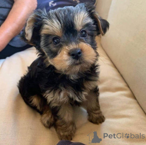 Фото №1.  - купить в Разное за договорная. Объявление №161742