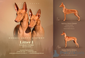 Дополнительные фото: Pharaoh Hound Puppy Boy