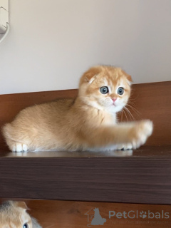 Фото №1. шотландская вислоухая (скоттиш фолд) - купить в Уэплленд за договорная. Объявление №159636