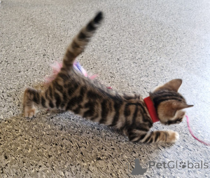 Фото №2 к объявлению №164610 о продаже тойгер - купить в Ирландии заводчик