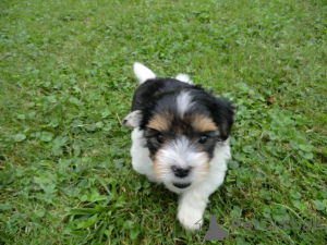 Фото №1. бивер-йоркширский терьер - купить в Нюрнберге за договорная. Объявление №166088