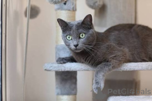Фото №1.  - купить в Benfica Do Ribatejo за договорная. Объявление №173662