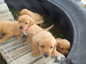 Фото №3. Labrador Retriever Puppies.  Швейцария