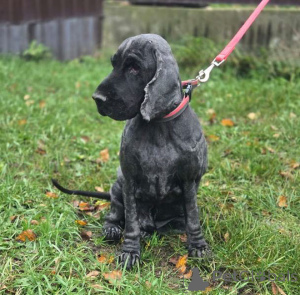 Фото №4. Продажа английского кокер-спаниеля в Москве реке частное объявление - цена Бесплатно
