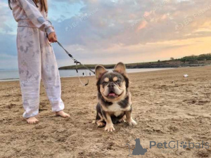 Фото №2 к объявлению №160025 о продаже французского бульдога - купить в Румынии частное объявление