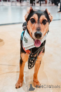 Фото №3. Очаровательная Молли ищет дом.  Россия