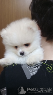 Фото №2 к объявлению №46551 о продаже померанского шпица - купить в России частное объявление