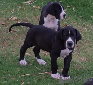 Фото №1. немецкий дог - купить в Праге за договорная. Объявление №167452