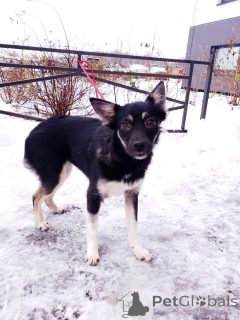 Фото №2 к объявлению №159495 о продаже беспородную - купить в России частное объявление