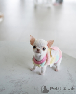 Фото №1. чихуахуа - купить в Мюнхене за 32468₽. Объявление №157375